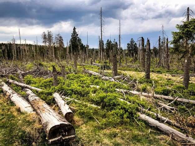 Cargill Linked to Bolivian Deforestation Area Larger Than Minneapolis