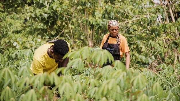 CFI Reports Progress Toward Ending Deforestation Through Cocoa Sector–Government Cooperation in Côte d’Ivoire and Ghana