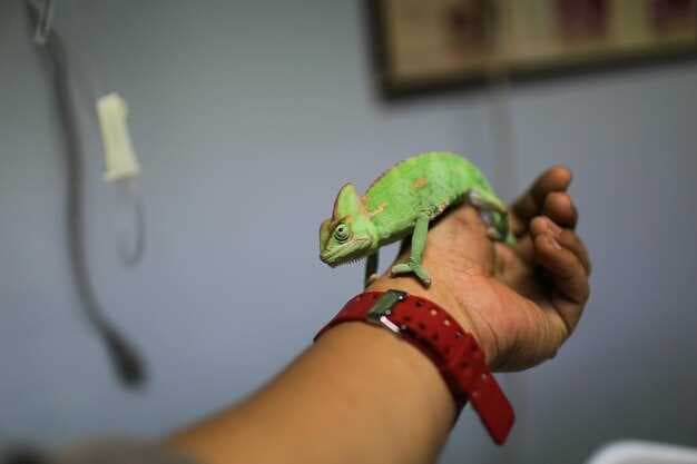 Chameleon Truckers - Creating Dangerous Driving Conditions
