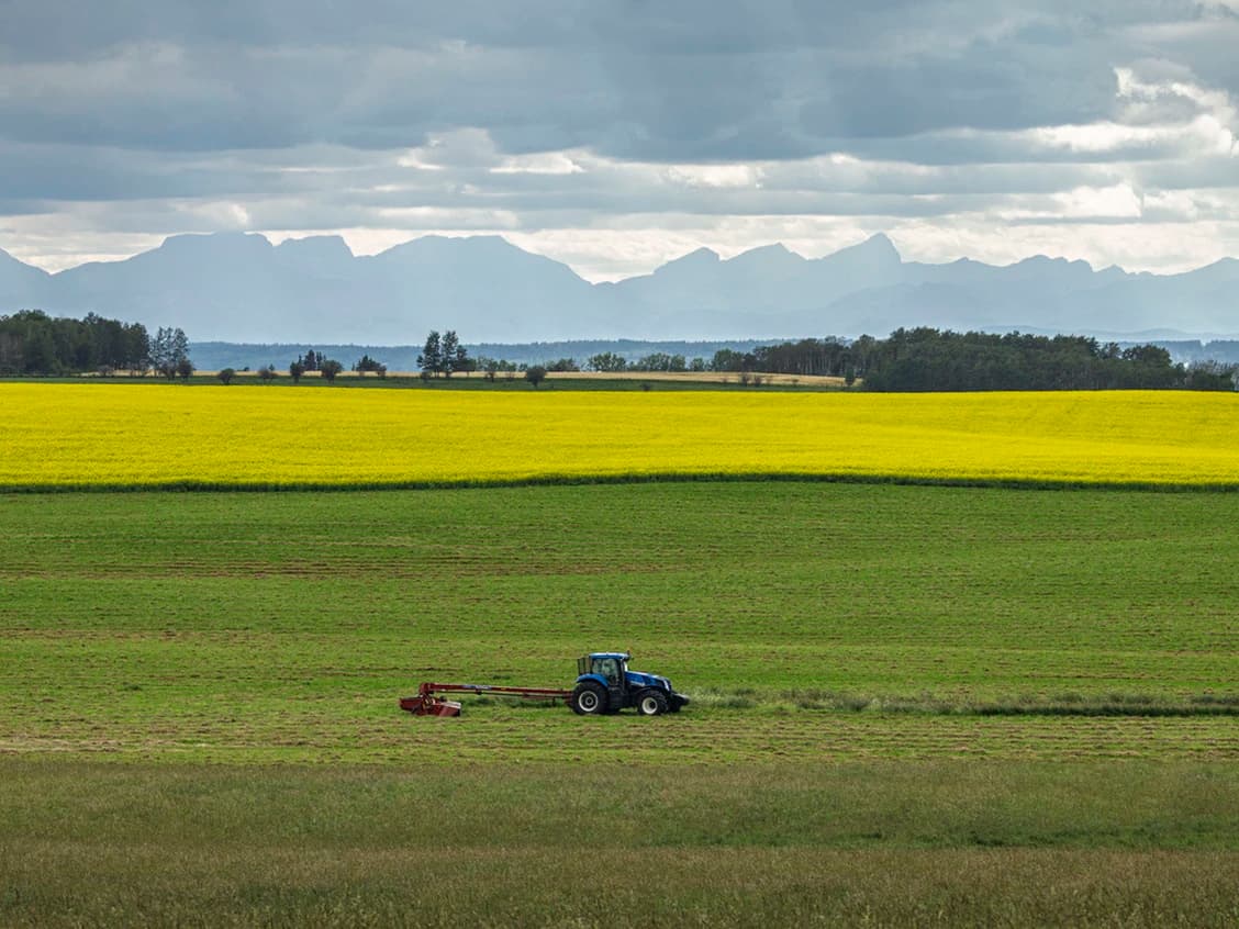 China Resumes Booking Australian Canola Shipments After Trade Tensions with Canada Affect Supply