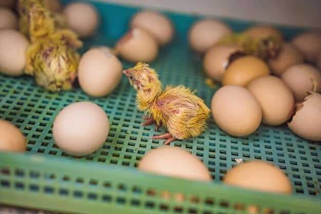Egg Prices Surge as Bird Flu Shrinks US Hen Flock