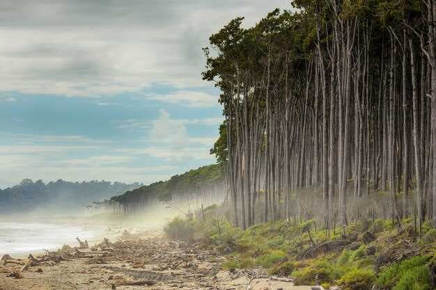 Empty Promises - Cargill, Soy Banks, and the Destruction of Bolivia's Chiquitano Forest