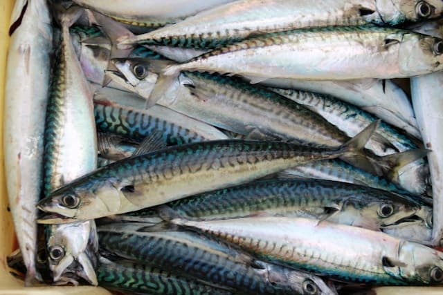 Temporary Suspension of Mackerel and Scad Imports Paves Way for Market Stabilization