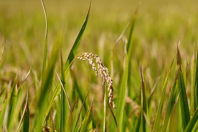 President Implements 60-Day Suspension of Rice Imports to Aid Farmers