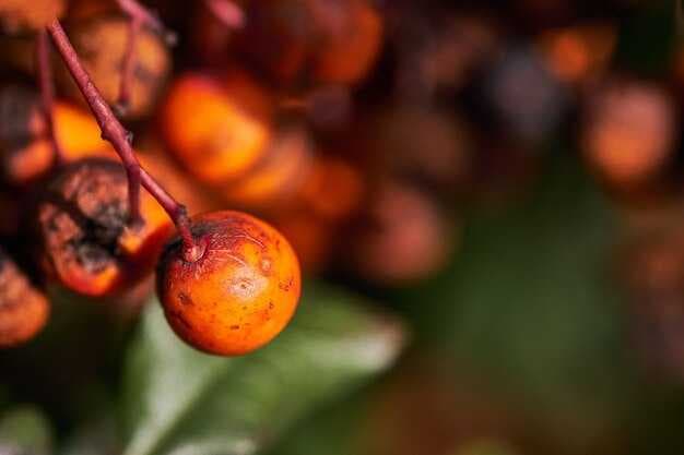Palm Oil - Uses, Health Implications, and Sustainable Production