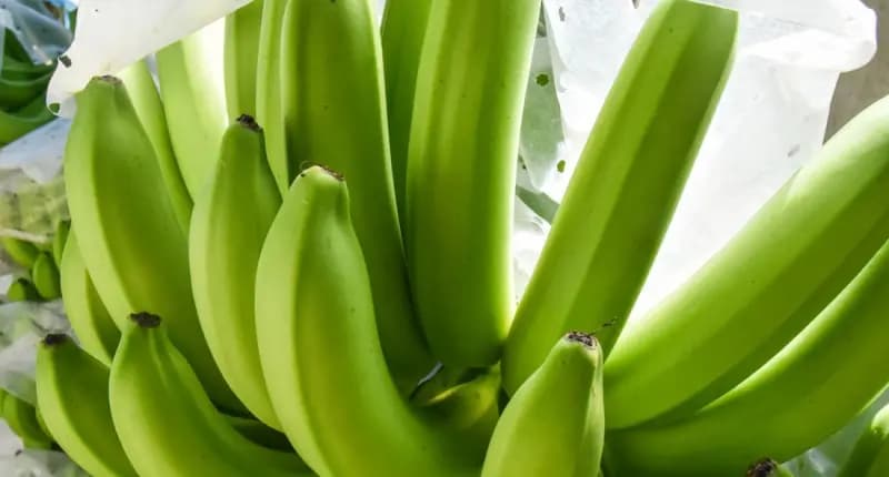 Philippine banana export rebound and what it means for logistics, disease control and new crop targets