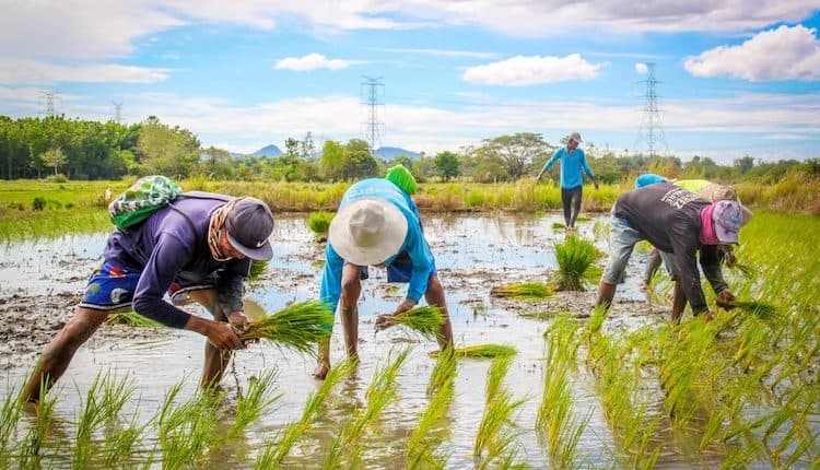 Forecast for Philippine Rice Imports to Dip Below 4 Million Metric Tons in 2026 with Strong Domestic Output