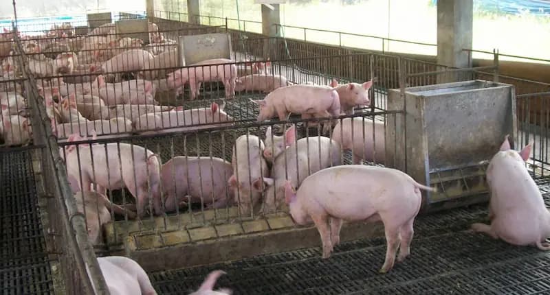 How the Philippines’ Updated Rules on Swine and Pork Imports Help Contain African Swine Fever