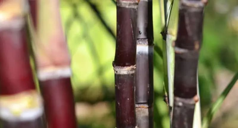 How the Sugar Import Ban Until Mid-2026 Aims to Stabilize Local Agriculture and Markets