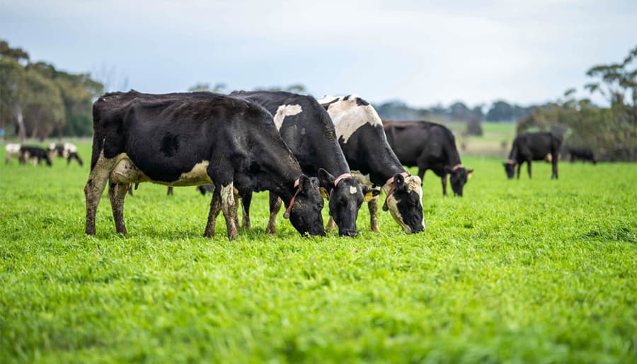 Advancing E-commerce Growth for Livestock Solutions in Germany