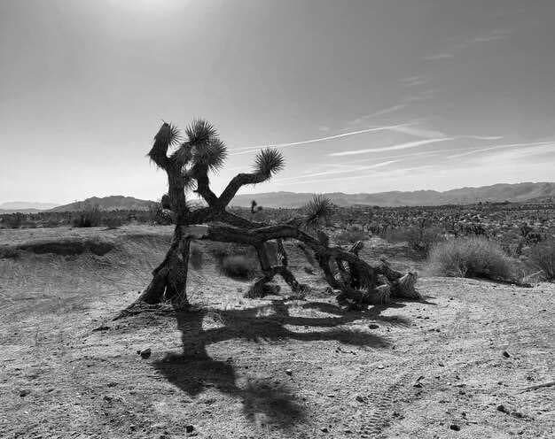 TSMC’s Debacle in the American Desert - What Happened at the Phoenix Fab
