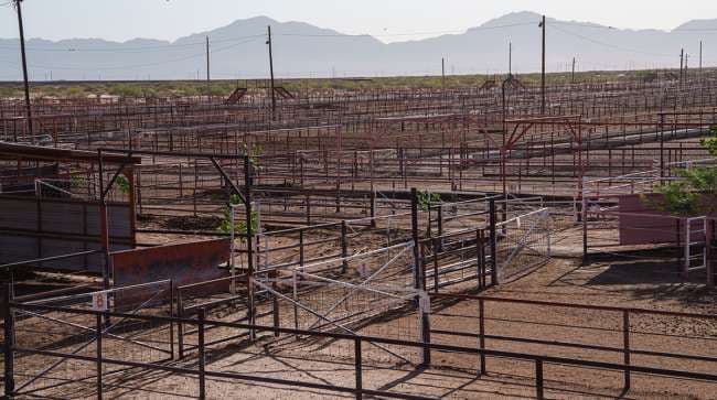 How US Cattle Herd Reductions Are Pressuring Beef Processing and Market Prices