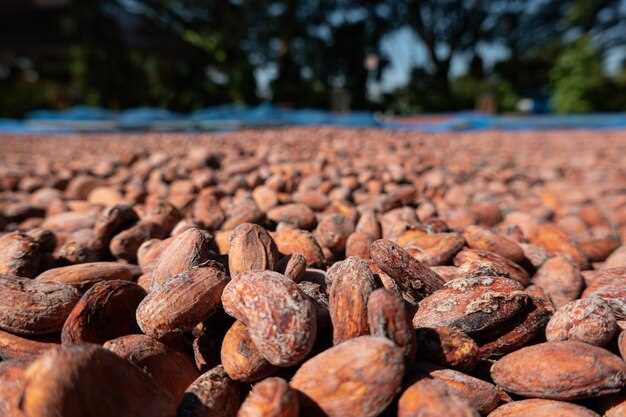 12 Cocoa Companies Commit to Halting Deforestation – What It Means for the Cocoa Industry