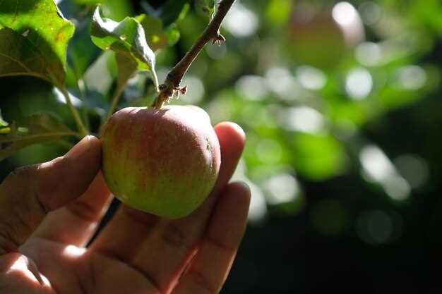 Energy sourcing, manufacturing emissions, and product lifecycle for HomePod