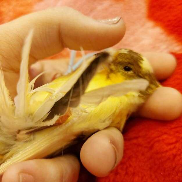 Bird Flu (Avian Influenza) – Symptoms, Transmission, and Prevention