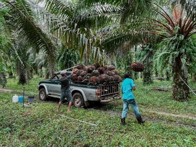 Cargill Cuts Ties with Guatemalan Palm Oil Supplier: A Rare Step in the Palm Oil Industry