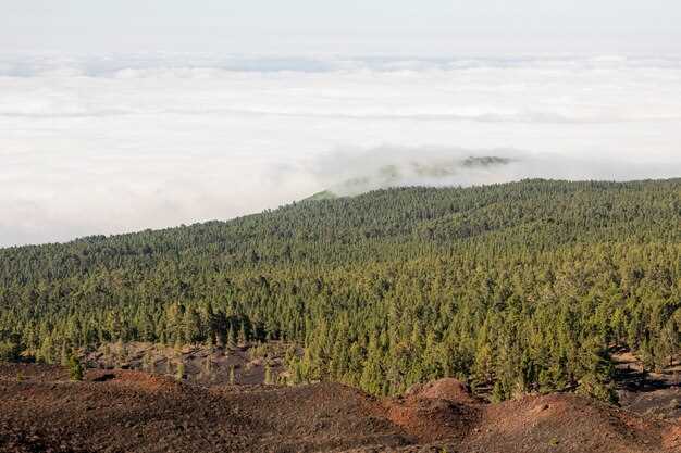 Supply chain risk implications: turning deforestation data into sourcing decisions and audits