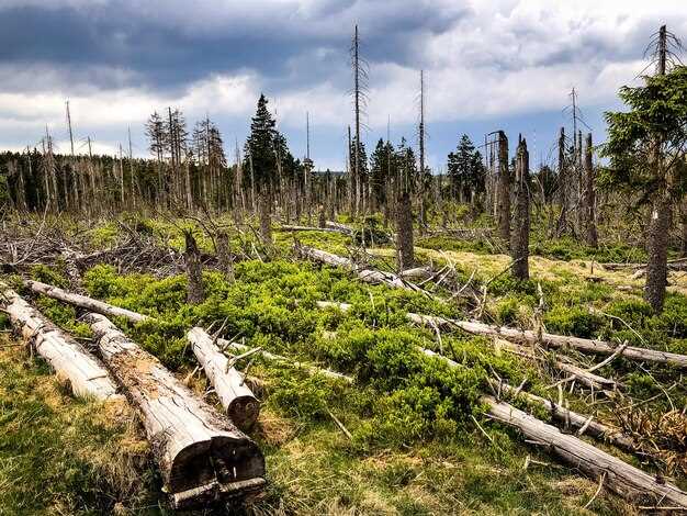 Quantify the forest loss footprint in an Andean nation: extent, timeframe, and data sources