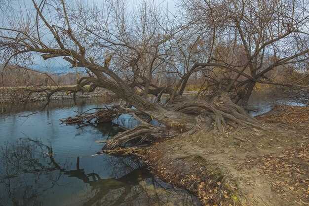 Cargill Linked to Bolivian Deforestation Area Larger Than Minneapolis