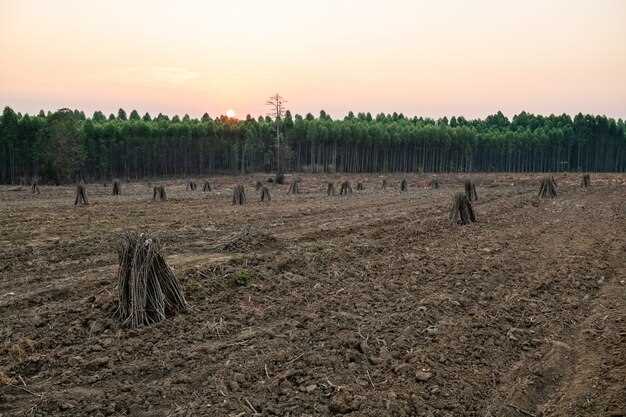 Empty Promises: Cargill, Soy Banks, and the Destruction of Bolivia's Chiquitano Forest