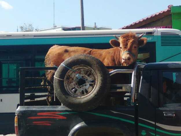 Myth 8 debunked: ELDs apply to carriers of all sizes, including small and livestock-focused fleets
