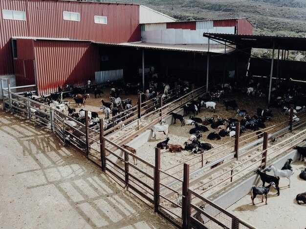 Hours of Service Under the ELD Mandate: Challenges for Livestock Haulers