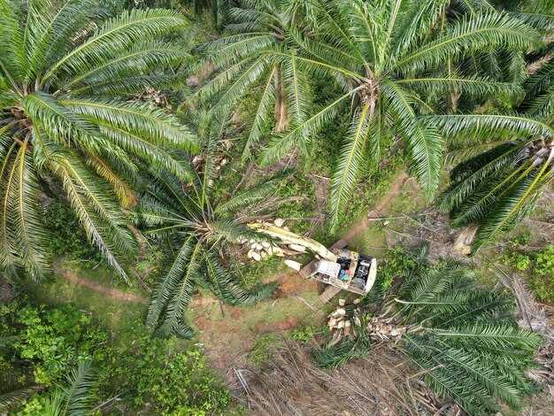 Indonesia's Palm Oil Export Ban Strains Global Supply Chains