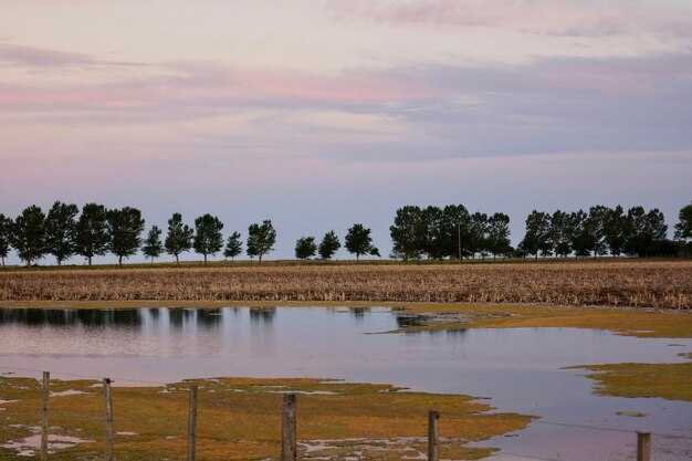 Níveis baixos do Rio Mississippi põem em risco, novamente, o rendimento agrícola Níveis baixos do Rio Mississippi põem em risco, novamente, o rendimento agrícola