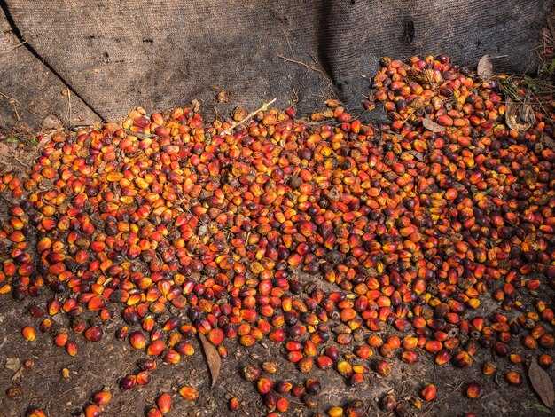 Verification, audits, and reporting: tracking palm oil sourcing and progress