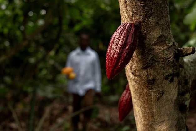 Nestlé launches two projects to reduce emissions in cocoa farming Nestlé launches two projects to reduce emissions in cocoa farming