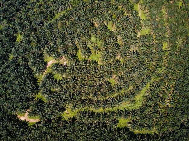Map and monitor your palm oil supply chain to mitigate disruption