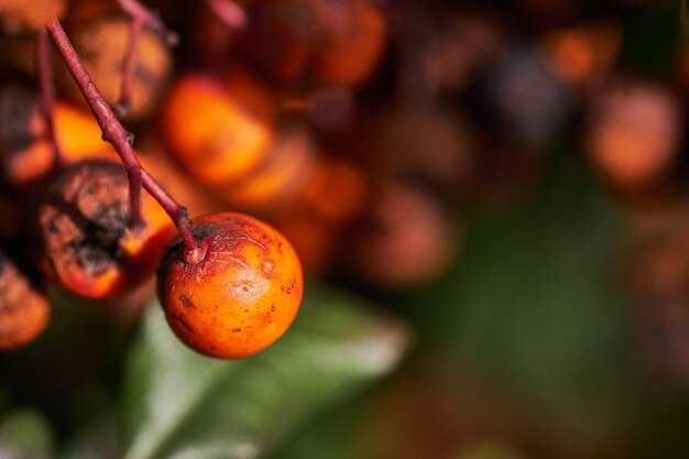 Certification and Standards: What to Look For in Sustainable Palm Oil