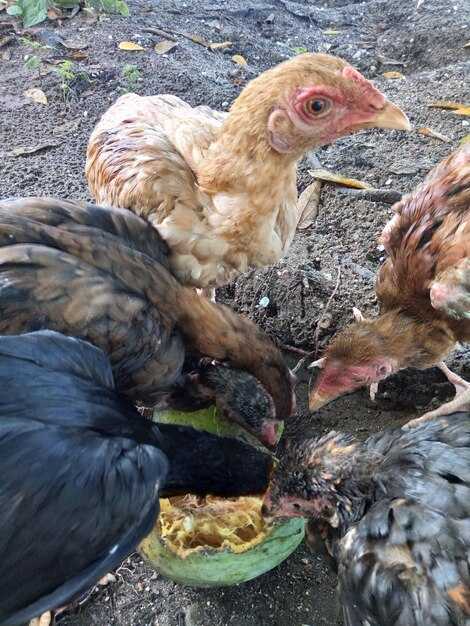 Weekly Global Protein Digest: HPAI Infects US Turkey Flocks