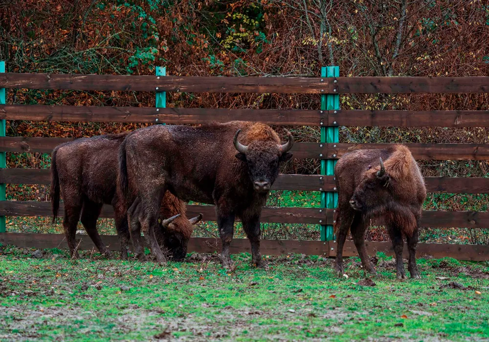 Inzicht in luchttransport logistiek voor dieren: Uitdagingen en oplossingen
