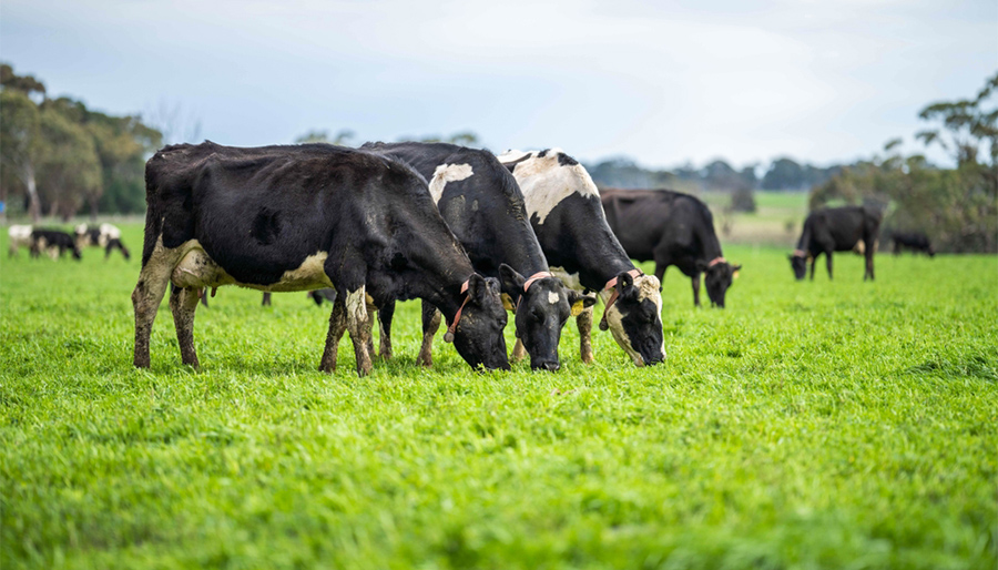 Advancing E-commerce Growth for Livestock Solutions in Germany