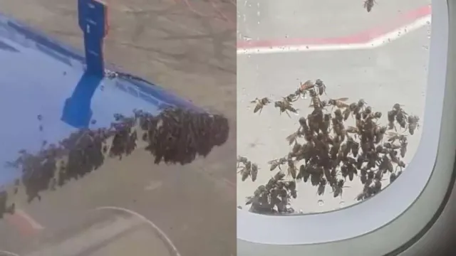 Delay of IndiGo Flight at Surat Due to Honeybee Swarm Encounter