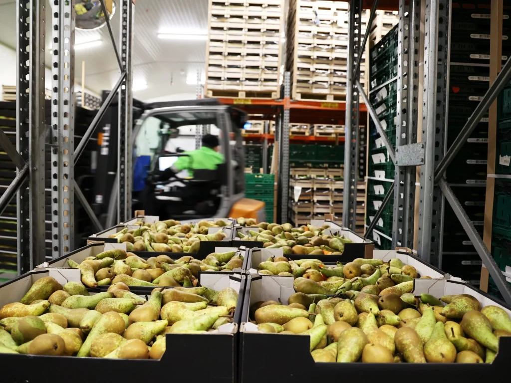 Enhancing Cold Storage Efficiency: Key Insights for Fruit Logistics