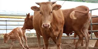 Philippines Imposes Import Ban on Cattle and Buffalo Products from France and Italy