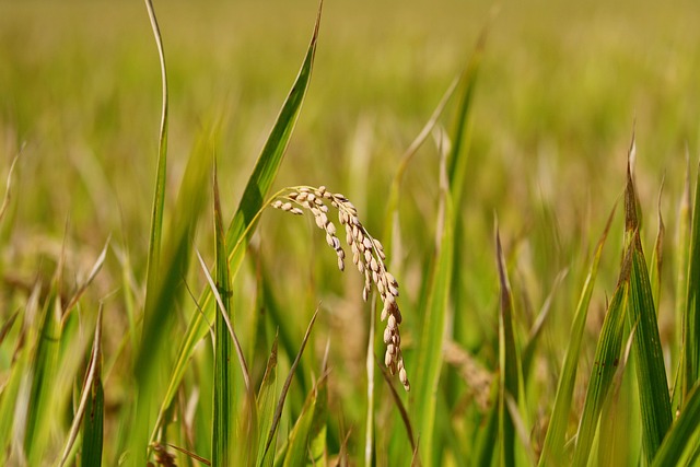 President Implements 60-Day Suspension of Rice Imports to Aid Farmers