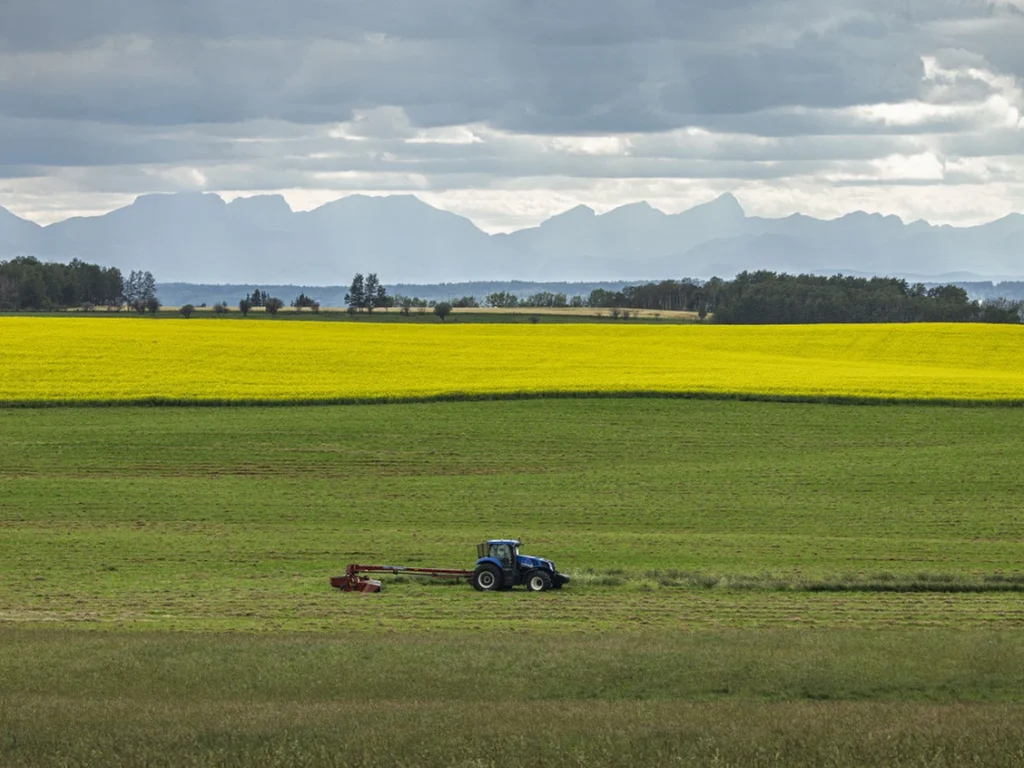 China Resumes Booking Australian Canola Shipments After Trade Tensions with Canada Affect Supply