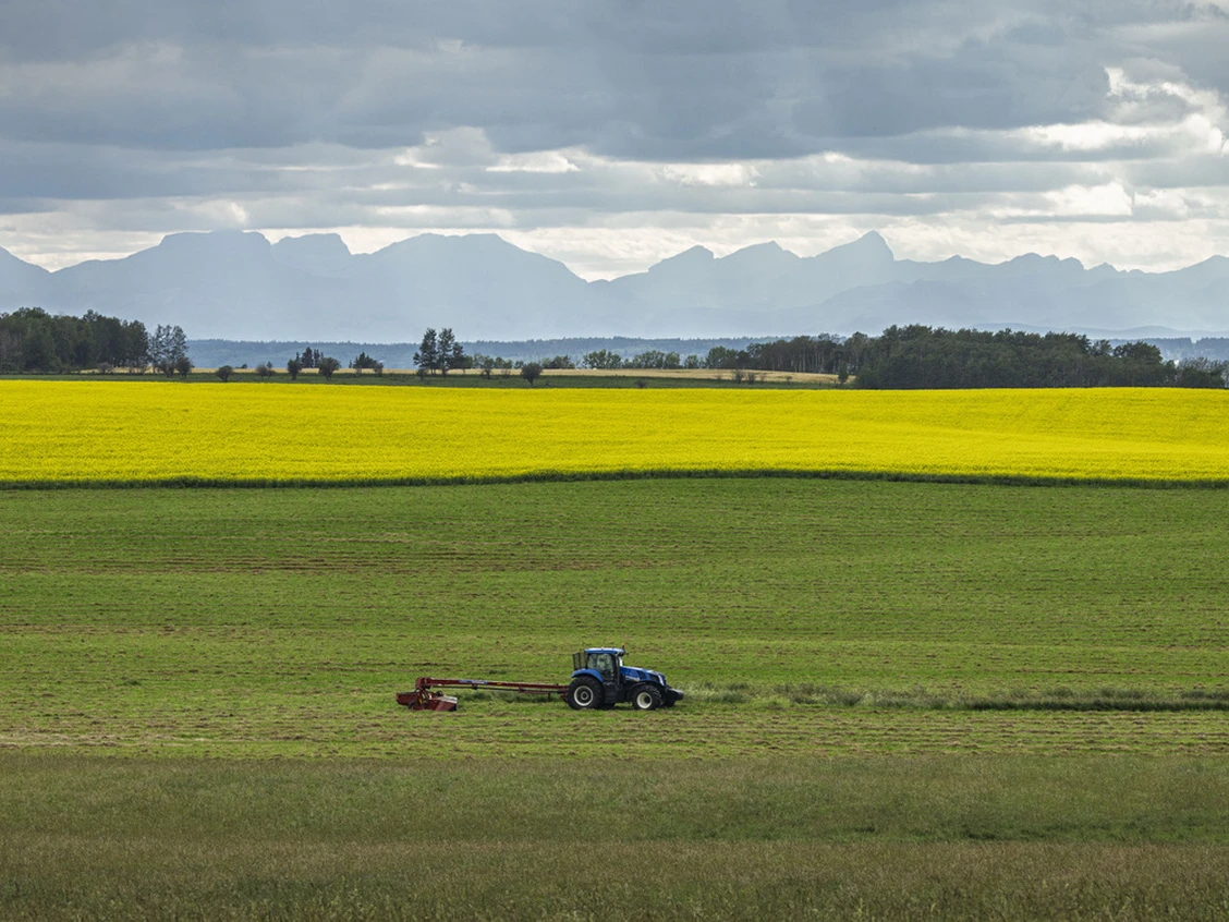 China Resumes Booking Australian Canola Shipments After Trade Tensions with Canada Affect Supply