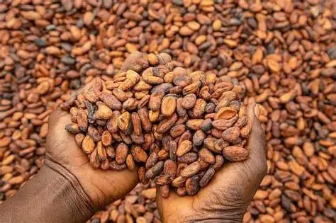 Ghana Holds Ground in Cocoa Freight Rate Talks, Ensuring Cost Stability for Exporters