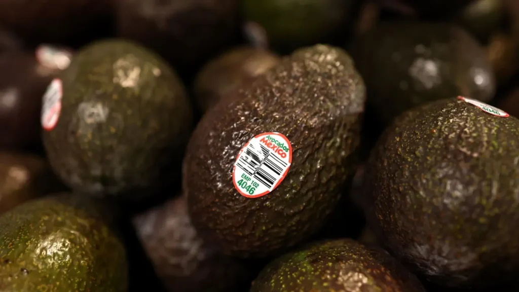 How Mexico’s Avocado Sector Plans to Eliminate Deforestation from Its Export Supply Chain by 2026