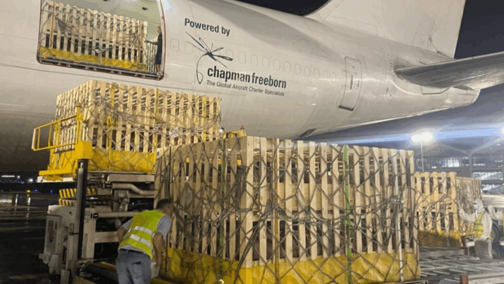 Intradco Global’s Expert Air Transport of 1,200 Breeding Pigs from Denmark to the Philippines