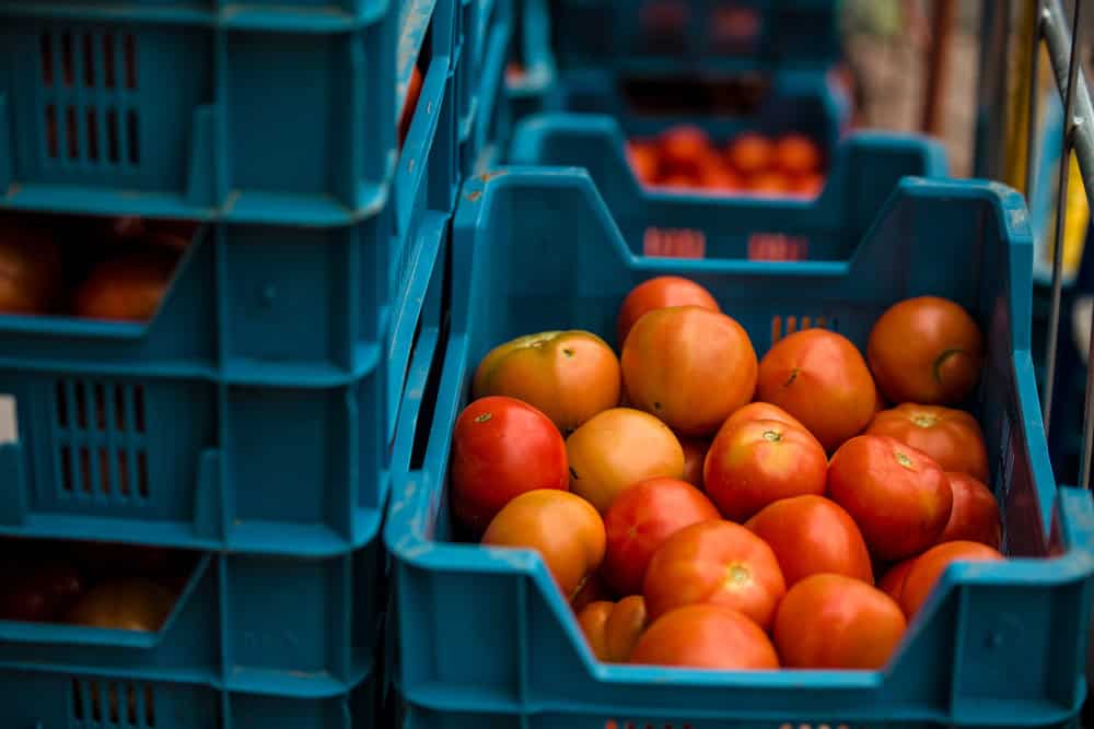 The Intricate Supply Chain Behind Tomato Sauce and Its Parallels in Freight Forwarding