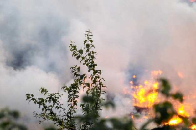 California Wildfires Shut Down Cannabis Businesses, Threaten Others in the Industry