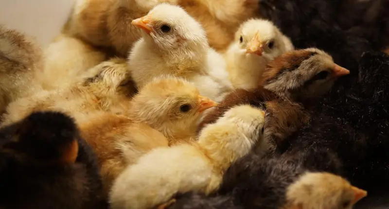 Department of Agriculture Clears Poultry Imports from Seven Countries Following Avian Influenza Confirmation