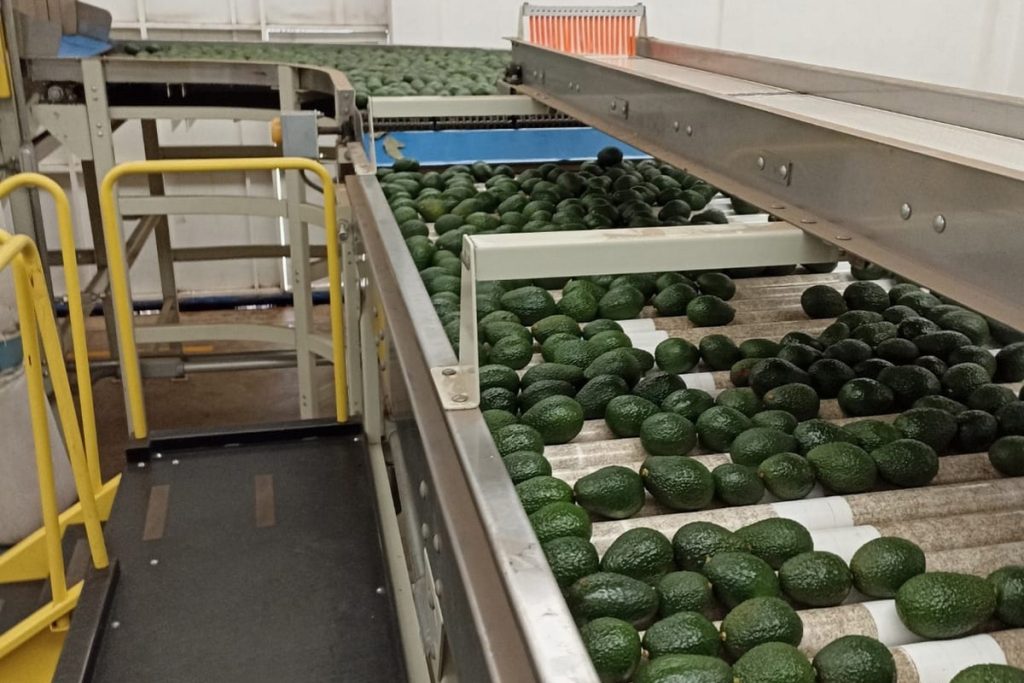 Mexican Avocado Market in 2025: Export and Local Prices Level Out, Highlighting Trade and Logistics Challenges