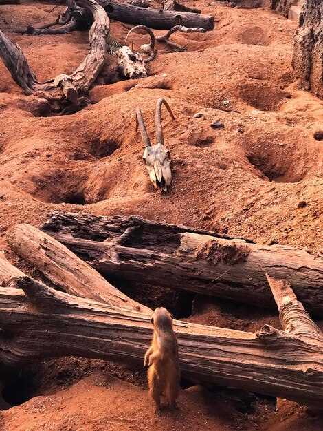 TSMC’s Debacle in the American Desert – What Happened at the Phoenix Fab