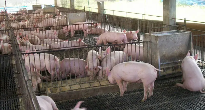 How the Philippines’ Updated Rules on Swine and Pork Imports Help Contain African Swine Fever